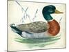 Mallard or Wild Duck Anas Platyrhynchos-null-Mounted Giclee Print