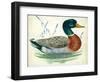 Mallard or Wild Duck Anas Platyrhynchos-null-Framed Giclee Print