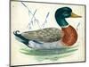 Mallard or Wild Duck Anas Platyrhynchos-null-Mounted Giclee Print