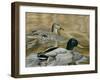 Mallard Study-Rusty Frentner-Framed Giclee Print