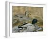 Mallard Study-Rusty Frentner-Framed Giclee Print