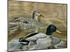 Mallard Study-Rusty Frentner-Mounted Giclee Print