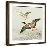 Mallard Taking Off from Marsh-Koson Ohara-Framed Giclee Print