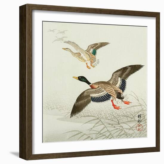 Mallard Taking Off from Marsh-Koson Ohara-Framed Giclee Print