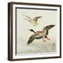 Mallard Taking Off from Marsh-Koson Ohara-Framed Giclee Print