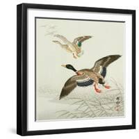 Mallard Taking Off from Marsh-Koson Ohara-Framed Giclee Print