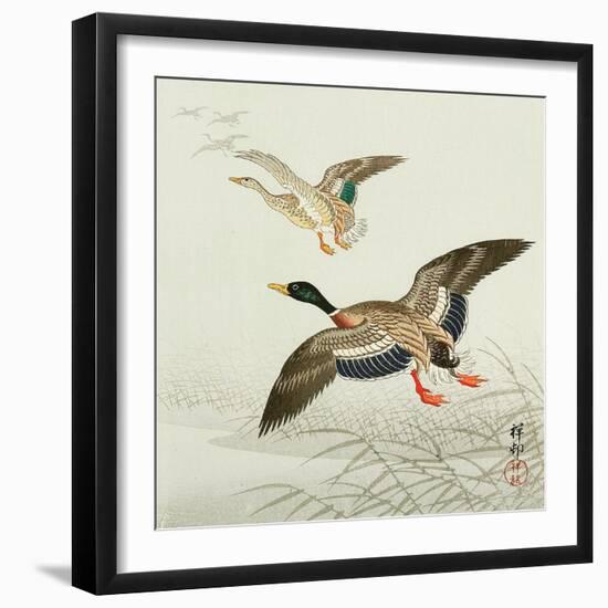 Mallard Taking Off from Marsh-Koson Ohara-Framed Giclee Print