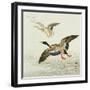 Mallard Taking Off from Marsh-Koson Ohara-Framed Giclee Print