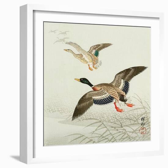 Mallard Taking Off from Marsh-Koson Ohara-Framed Giclee Print