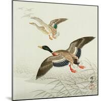 Mallard Taking Off from Marsh-Koson Ohara-Mounted Giclee Print