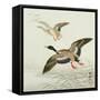 Mallard Taking Off from Marsh-Koson Ohara-Framed Stretched Canvas