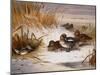 Mallard Widgeon and Snipe at the Edge of a Pool in Winter-Archibald Thorburn-Mounted Giclee Print