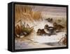 Mallard Widgeon and Snipe at the Edge of a Pool in Winter-Archibald Thorburn-Framed Stretched Canvas