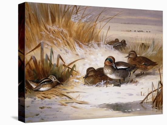 Mallard Widgeon and Snipe at the Edge of a Pool in Winter-Archibald Thorburn-Stretched Canvas