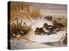 Mallard Widgeon and Snipe at the Edge of a Pool in Winter-Archibald Thorburn-Stretched Canvas