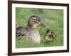 Mallard with Duckling, Martin Mere, Wildfowl and Wetland Trust Reserve, England, United Kingdom-Ann & Steve Toon-Framed Photographic Print