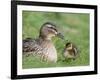 Mallard with Duckling, Martin Mere, Wildfowl and Wetland Trust Reserve, England, United Kingdom-Ann & Steve Toon-Framed Photographic Print