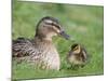Mallard with Duckling, Martin Mere, Wildfowl and Wetland Trust Reserve, England, United Kingdom-Ann & Steve Toon-Mounted Photographic Print