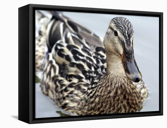 Mallard-Karen Williams-Framed Stretched Canvas