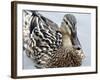 Mallard-Karen Williams-Framed Photographic Print