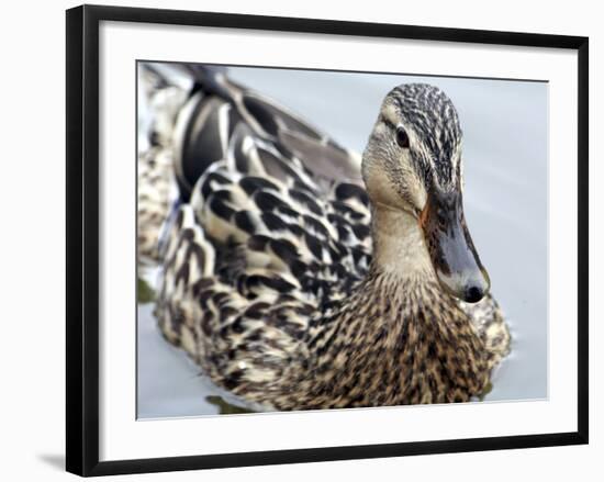 Mallard-Karen Williams-Framed Photographic Print