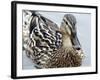 Mallard-Karen Williams-Framed Photographic Print