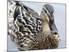 Mallard-Karen Williams-Mounted Photographic Print