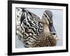 Mallard-Karen Williams-Framed Photographic Print