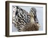 Mallard-Karen Williams-Framed Photographic Print