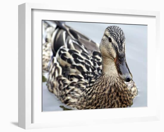 Mallard-Karen Williams-Framed Photographic Print