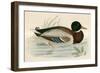 Mallard-Beverley R. Morris-Framed Giclee Print