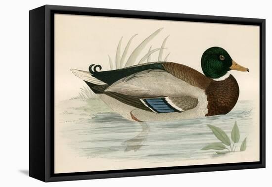 Mallard-Beverley R. Morris-Framed Stretched Canvas