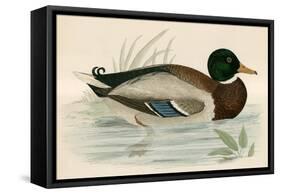 Mallard-Beverley R. Morris-Framed Stretched Canvas