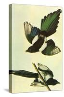 Mallard-John James Audubon-Stretched Canvas