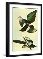 Mallard-John James Audubon-Framed Art Print