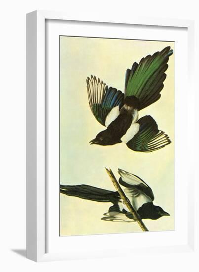 Mallard-John James Audubon-Framed Art Print