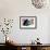 Mallard-David Chestnutt-Framed Giclee Print displayed on a wall