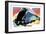 Mallard-David Chestnutt-Framed Giclee Print