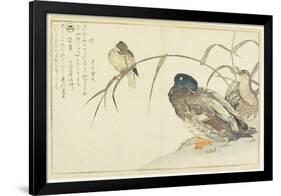 Mallards and a Kingfisher, 1790-Kitagawa Utamaro-Framed Giclee Print