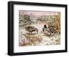 Mallards in a Quiet Corner-Carl Donner-Framed Giclee Print