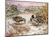 Mallards in a Quiet Corner-Carl Donner-Mounted Giclee Print