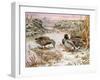 Mallards in a Quiet Corner-Carl Donner-Framed Giclee Print