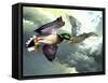 Mallards in Flight-Spencer Williams-Framed Stretched Canvas