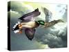 Mallards in Flight-Spencer Williams-Stretched Canvas