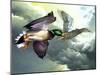 Mallards in Flight-Spencer Williams-Mounted Giclee Print