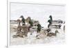 Mallards in Wetland in Winter, Marion, Illinois, Usa-Richard ans Susan Day-Framed Photographic Print