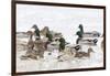 Mallards in Wetland in Winter, Marion, Illinois, Usa-Richard ans Susan Day-Framed Photographic Print