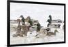 Mallards in Wetland in Winter, Marion, Illinois, Usa-Richard ans Susan Day-Framed Photographic Print