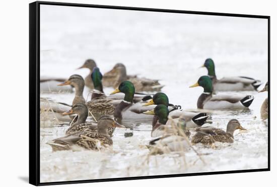 Mallards in Wetland in Winter, Marion, Illinois, Usa-Richard ans Susan Day-Framed Stretched Canvas