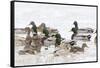 Mallards in Wetland in Winter, Marion, Illinois, Usa-Richard ans Susan Day-Framed Stretched Canvas